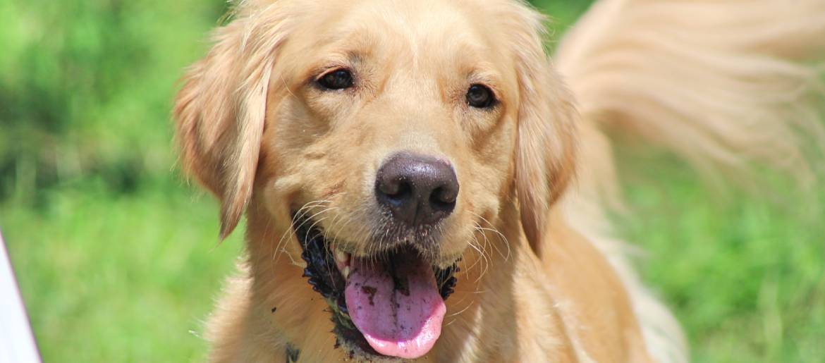 Why Is Your Golden Retrievers Nose Pink?