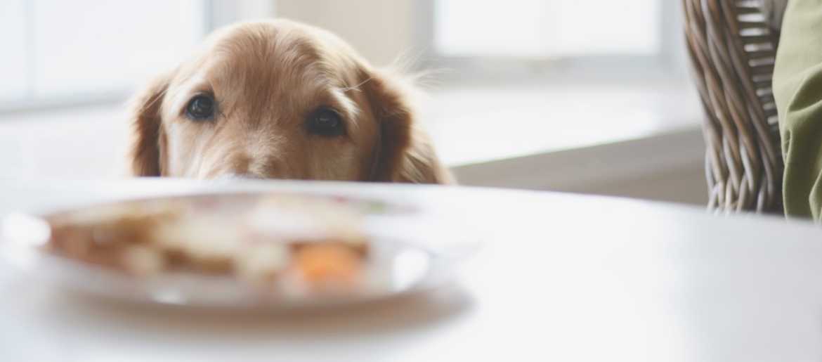 Natural Snacks To Feed Your Healthy Golden Retriever