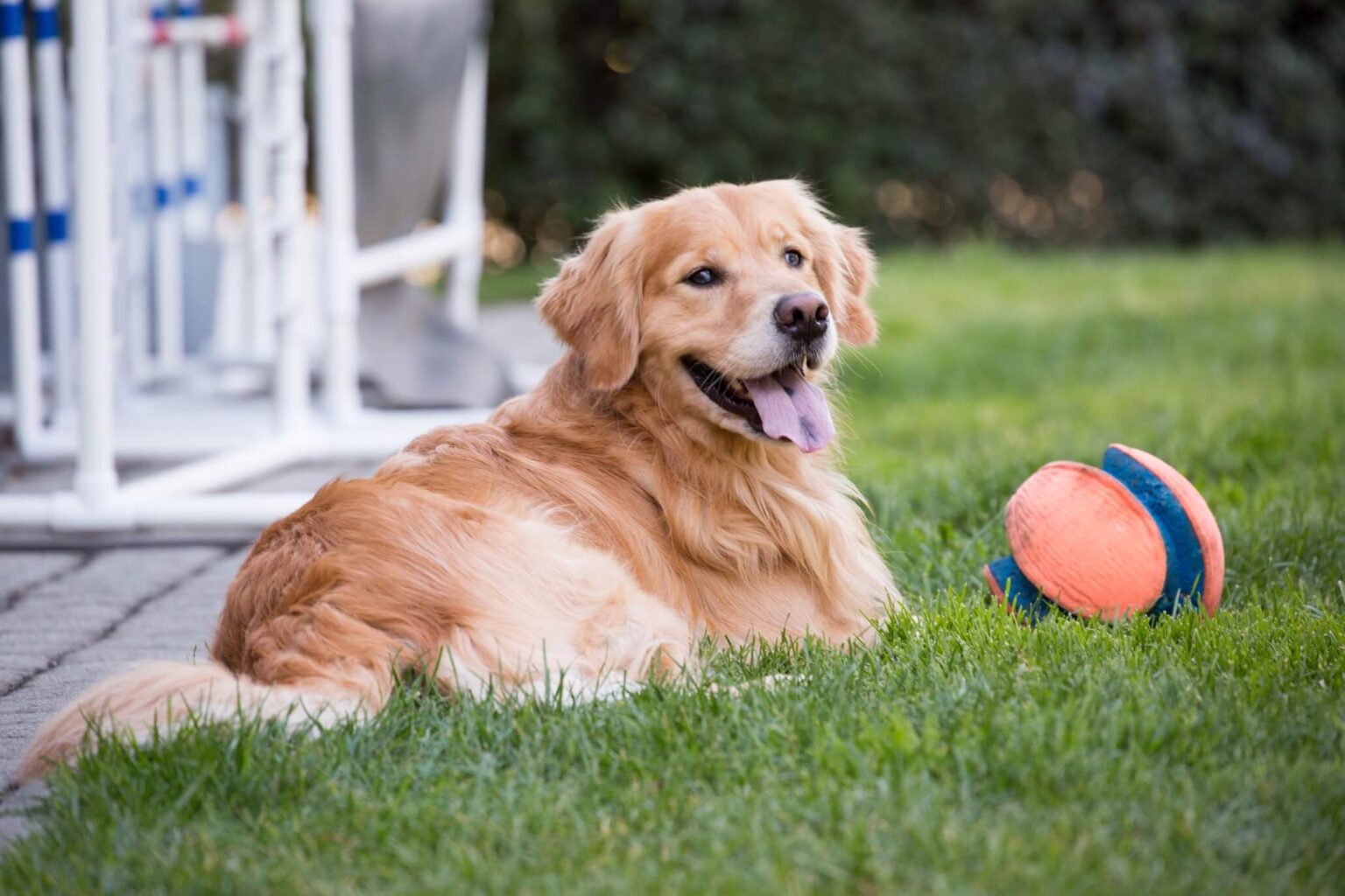 What Are The Types Of Golden Retrievers? Do You Know Them?