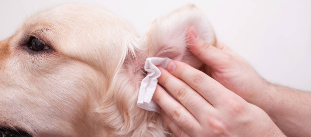 How Often Should I Clean The Ears Of My Golden Retriever