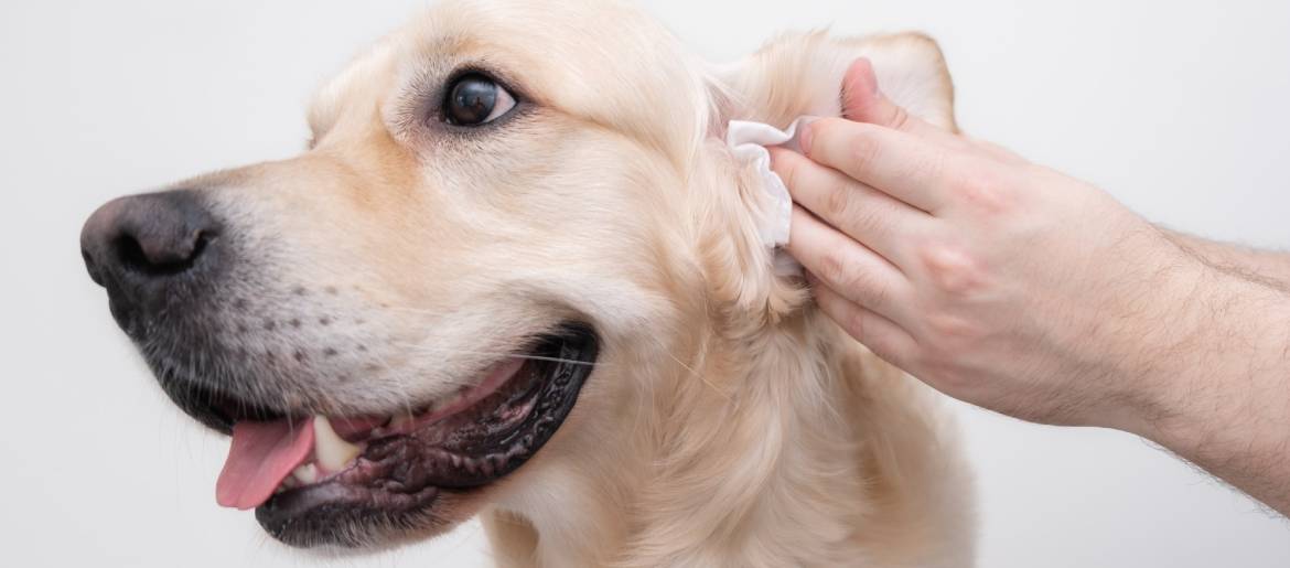 How To Clean The Ears Of Your Golden Retriever?