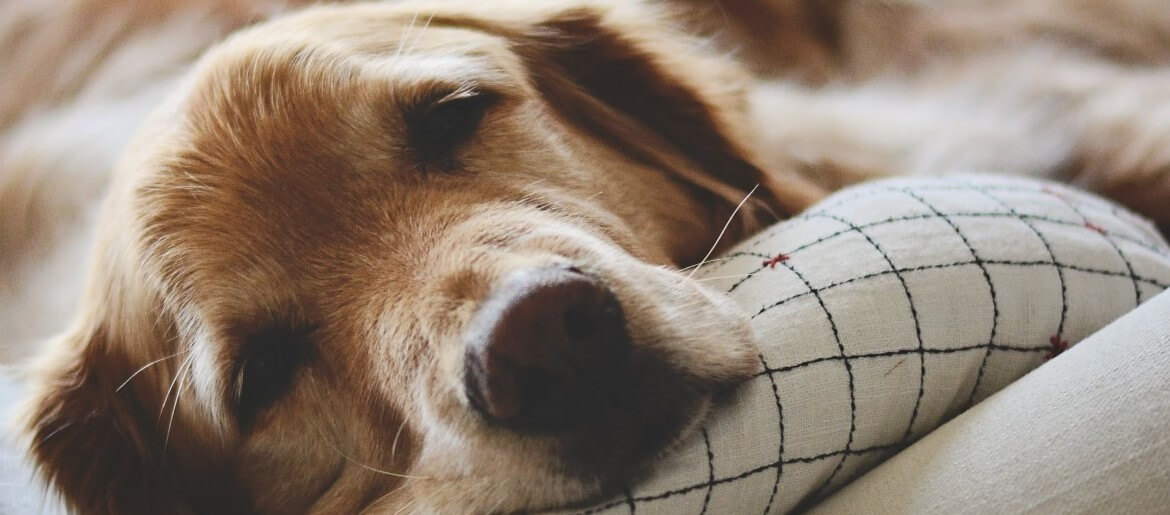 How To Comfort A Dying Golden Retriever [14 Different Ways]