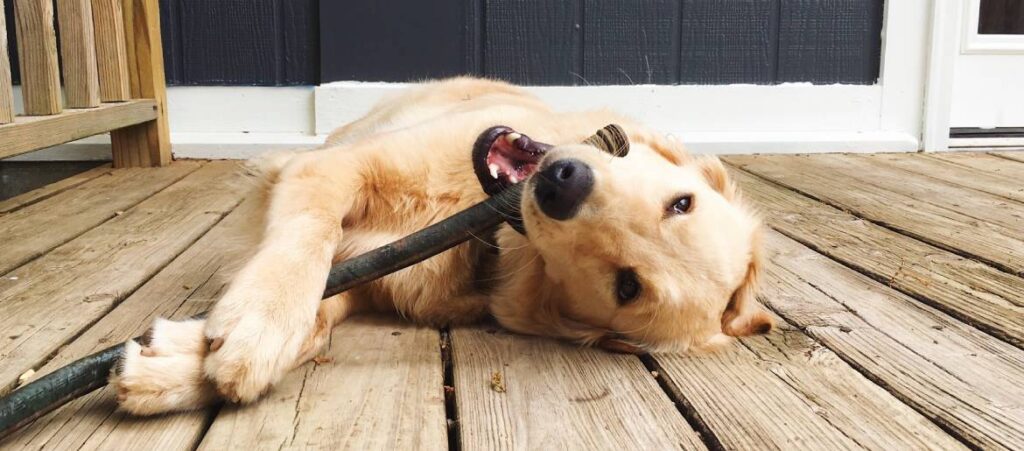 How To Stop Your Golden Retriever From Biting