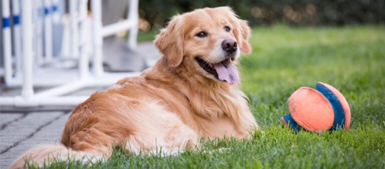 When Do Golden Retrievers Get Their Full Coat?