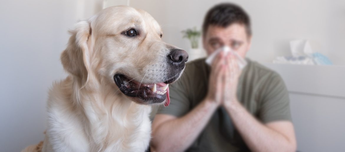 Why Does My Golden Retriever Smell?