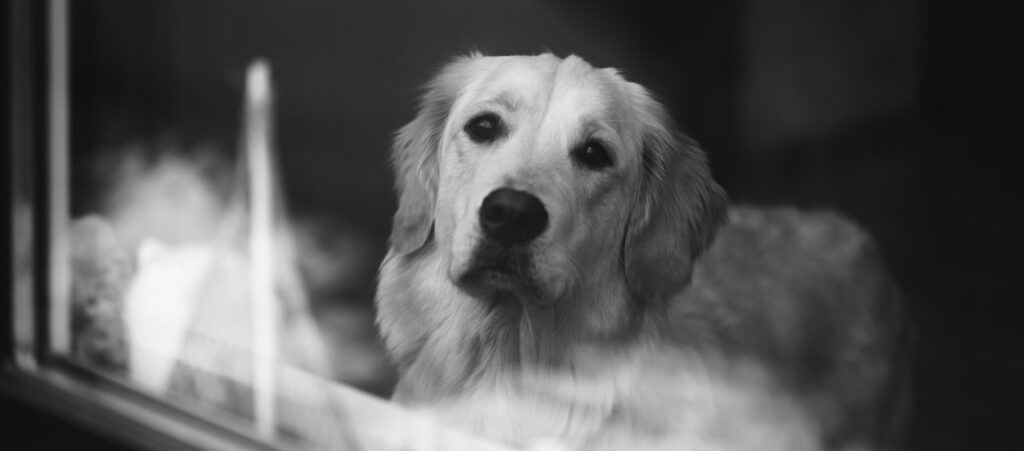 Why Does Your Golden Retriever Look Sad?