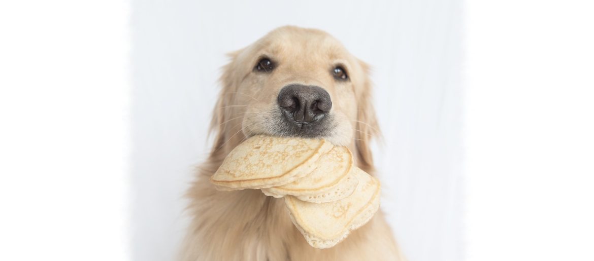Why Is Your Golden Retriever Always Hungry?