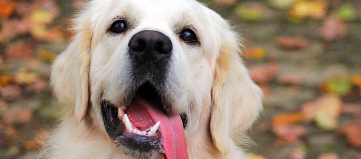 Why Is Your Golden Retriever Grunting?