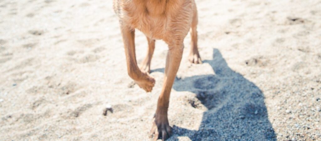 Why Is Your Golden Retriever Limping?