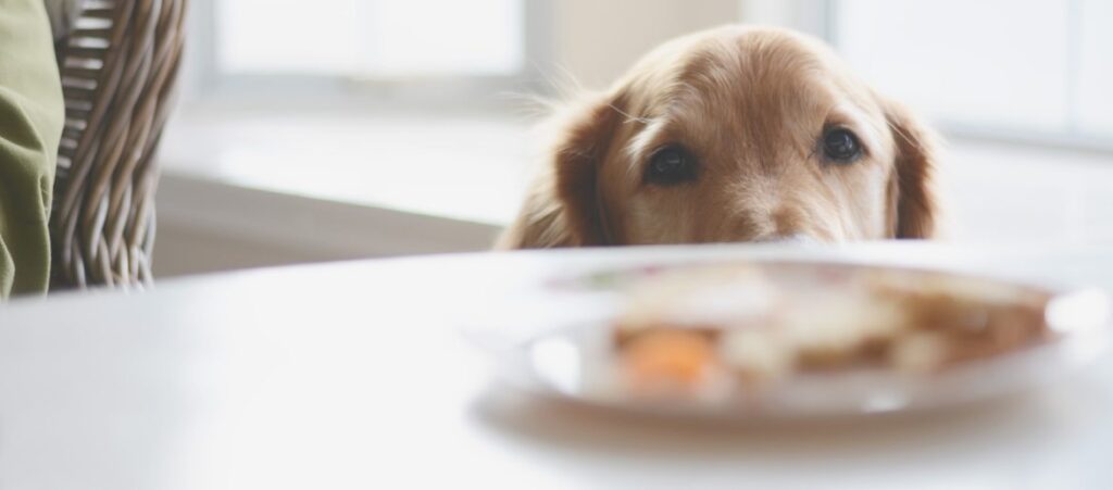 Reasons Why Your Golden Retriever Is Not Eating