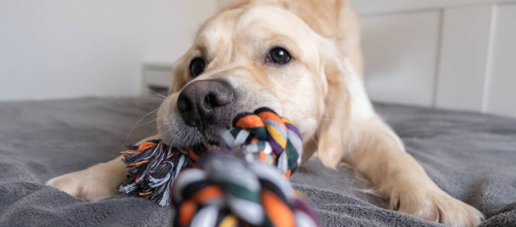 Why Is Your Golden Retriever Puppy Aggressive?