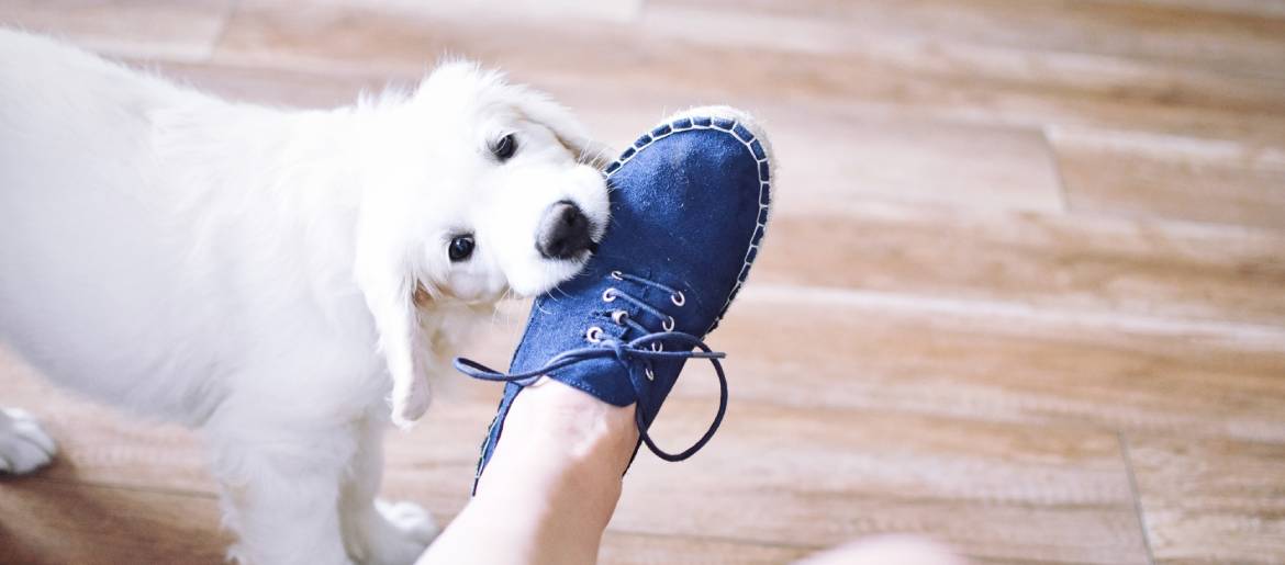 Why Is Your Golden Retriever Chewing Shoes