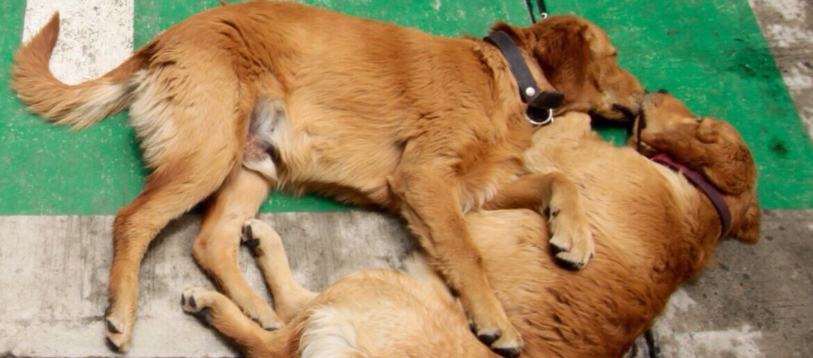11 Ways To Stop Your Golden Retriever From Mating