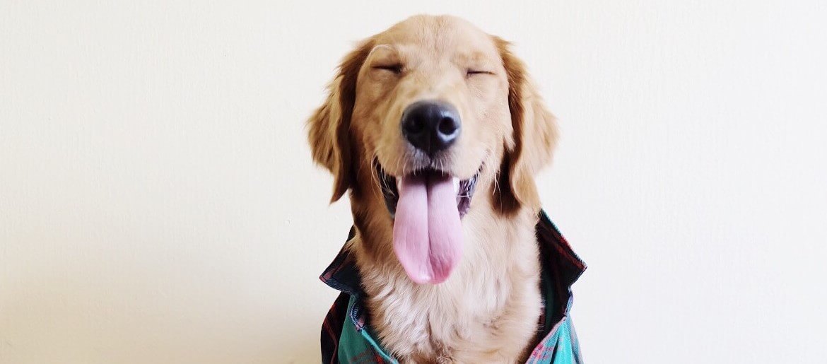 21 Reasons Why Are Golden Retrievers So Happy