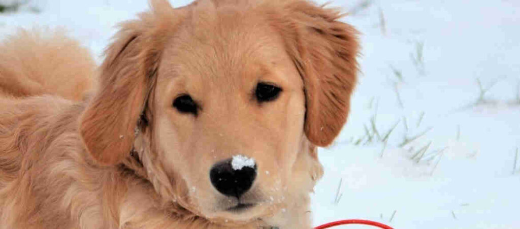 Does Your Golden Retriever Get Cold