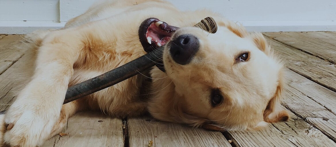 How To Get Golden Retrievers To Stop Chewing Things