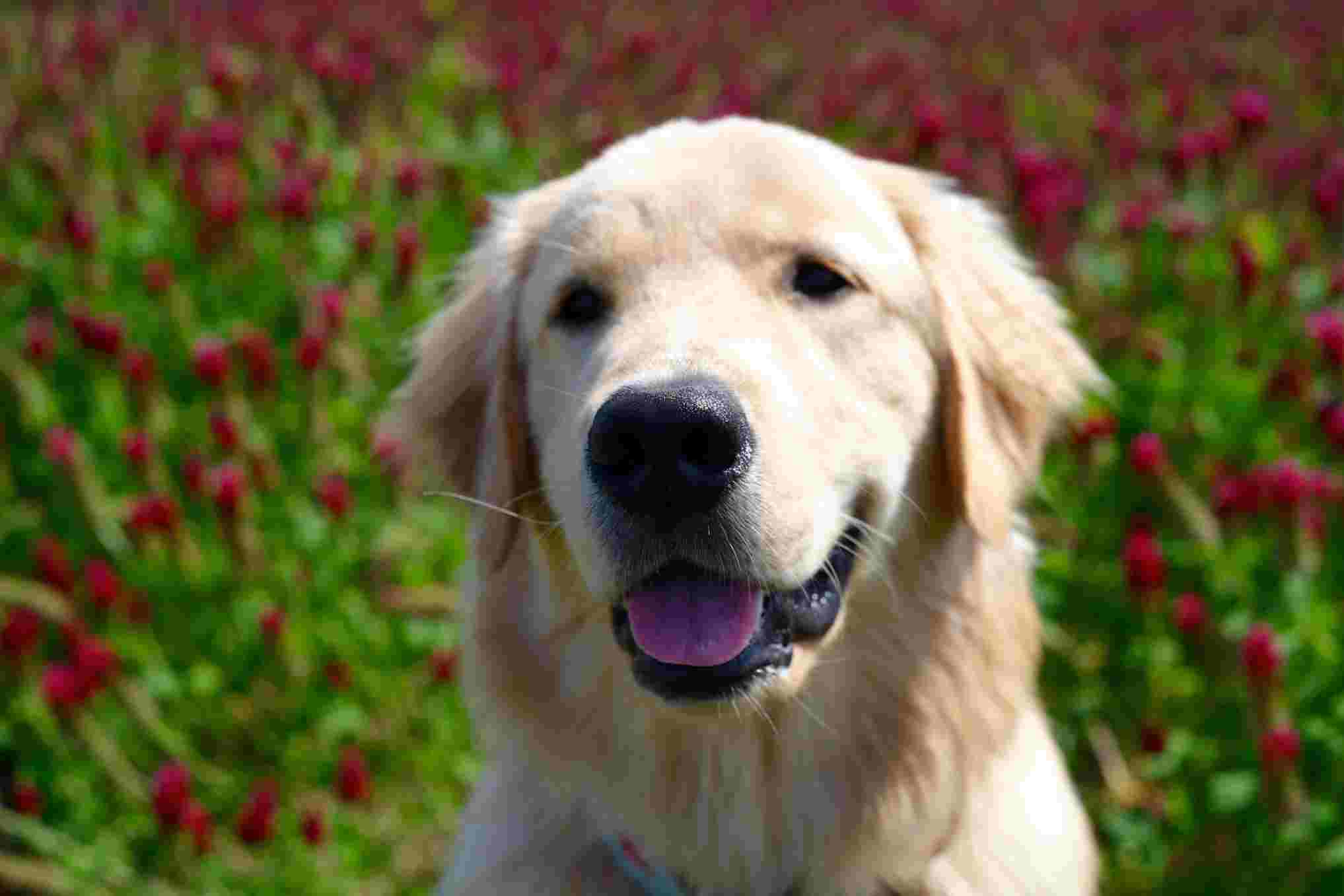 What Are The Common Golden Retriever Habits [14]