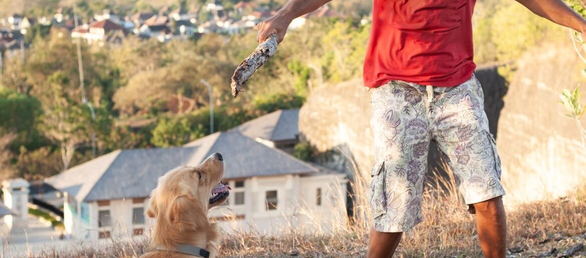 What Is The Best Age To Train A Golden Retriever?