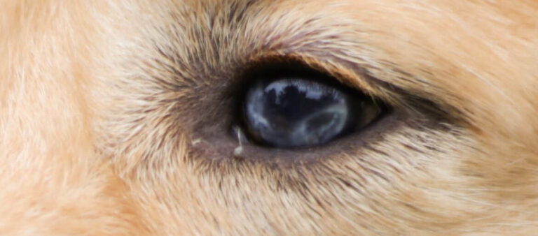 Why Are My Golden Retriever's Eyes Red? [13 Reasons]