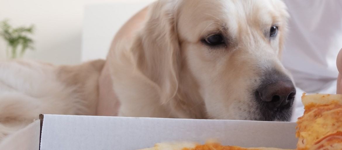 Why Is My Golden Retriever Lying Down To Eat[7 Reasons]