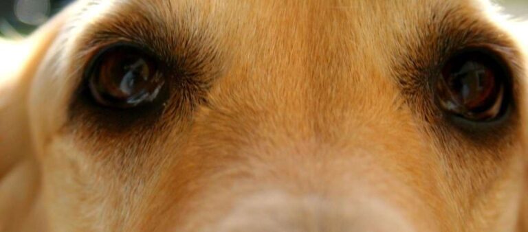 Why Is My Golden Retriever's Eye Watering? [11 Reasons]