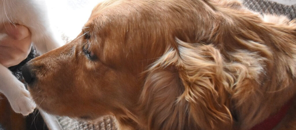 Why Is The Hair Of Your Golden Retriever Curly or Wavy [9 Reasons]
