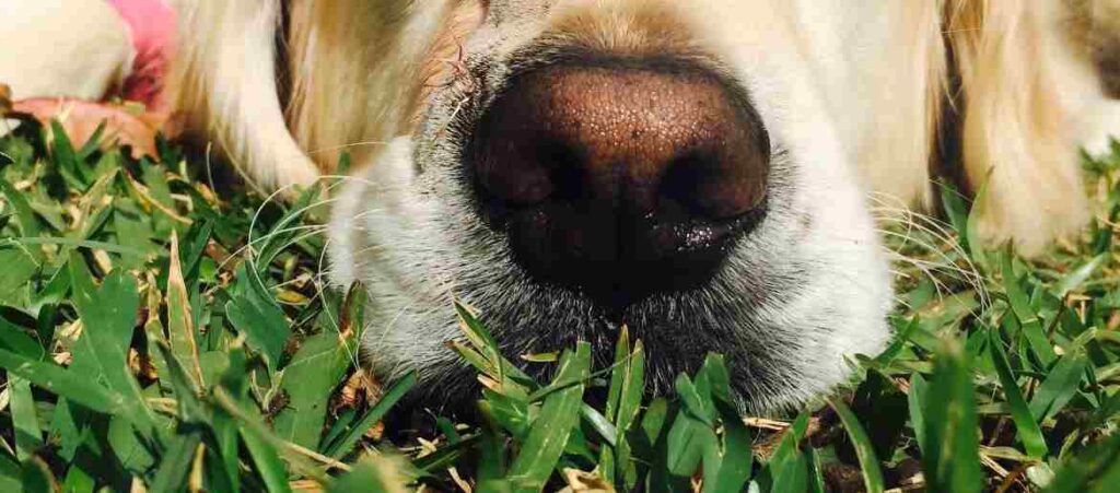 Why Is Your Golden Retriever Eating Grass Is It Bad