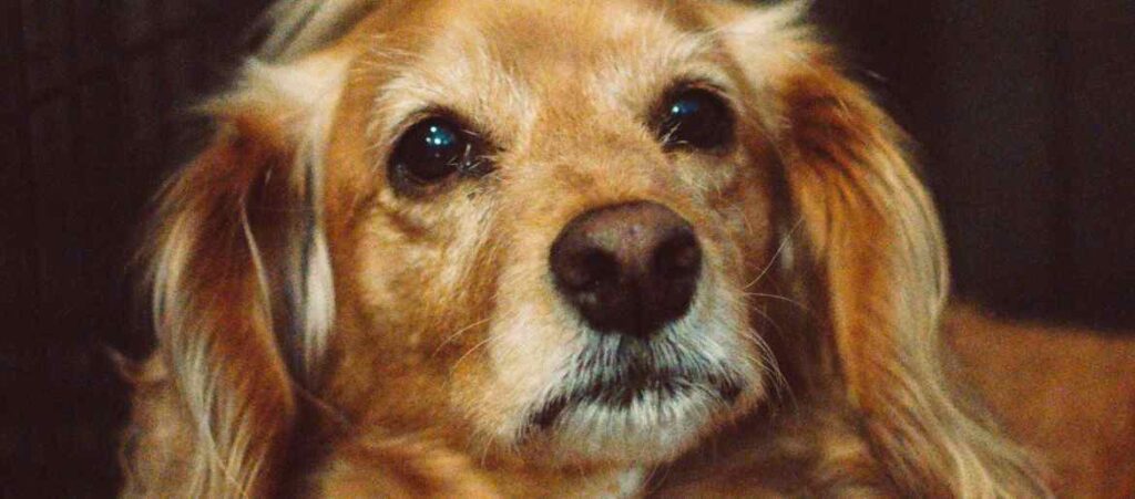 Caring For Senior Golden Retriever Dogs