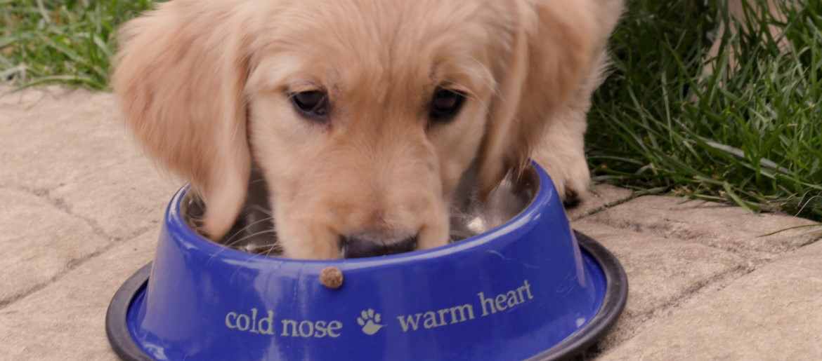 The Best Golden Retriever Diet Plan Feeding Chart