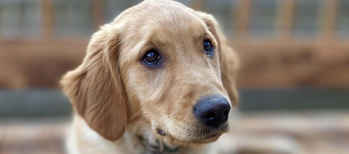 Why Is Your Golden Retriever Puppy Skinny [6 Reasons]